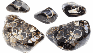 Lire la suite à propos de l’article Agate Fossile: « Un trésor du passé » à découvrir