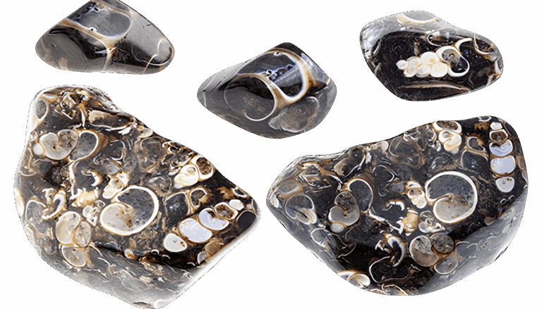 Lire la suite à propos de l’article Agate Fossile: « Un trésor du passé » à découvrir