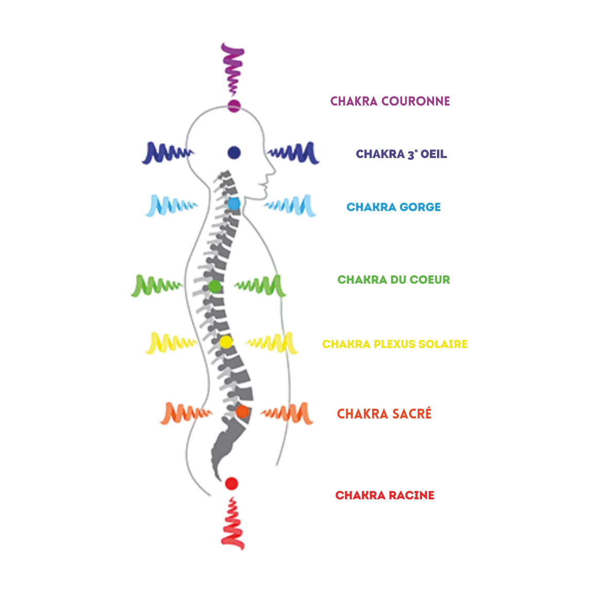 Schéma profil colonne vertébrale